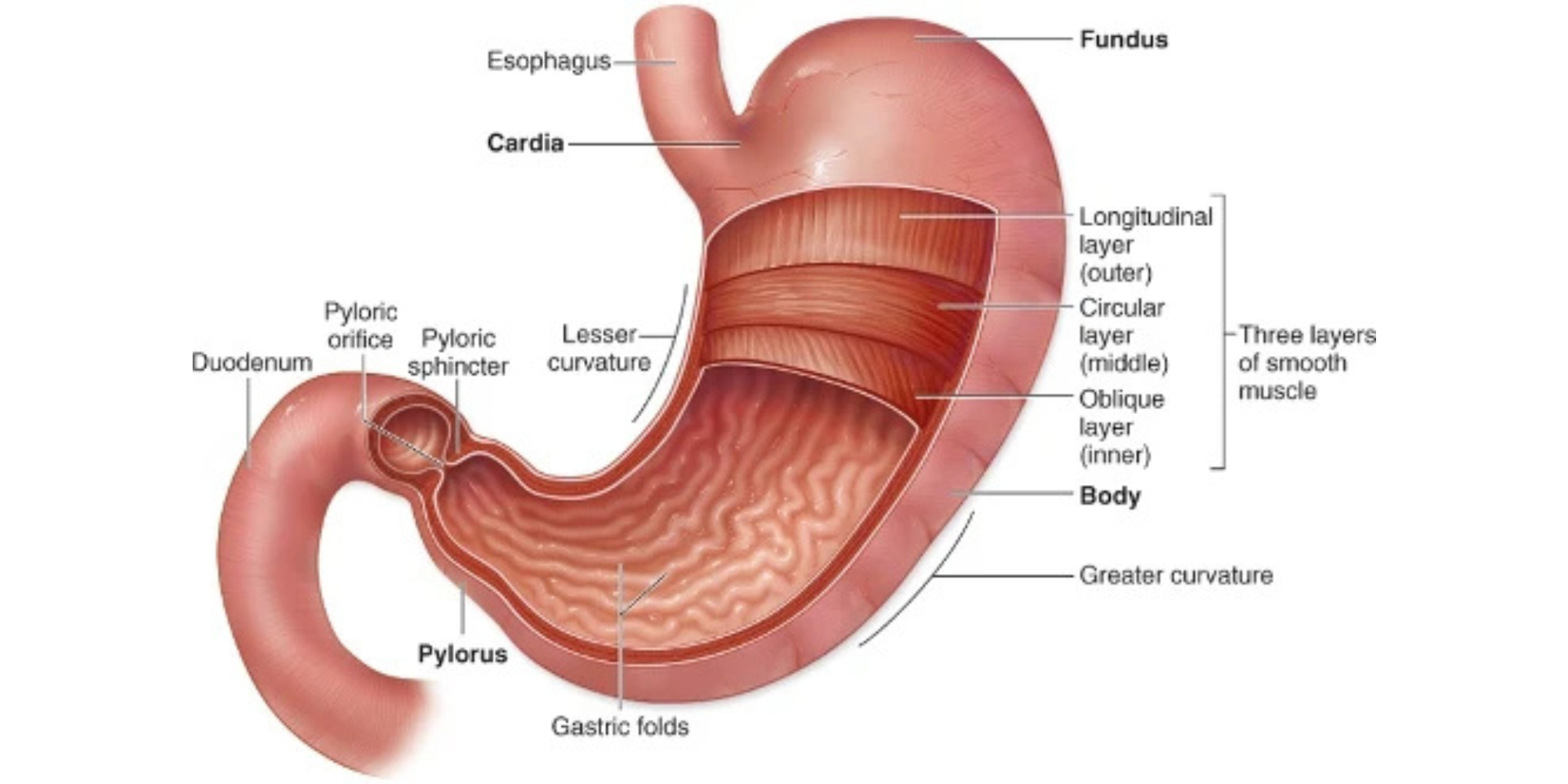 Anatomical cross-section of the stomach, labeled with muscle layers and gastric folds.