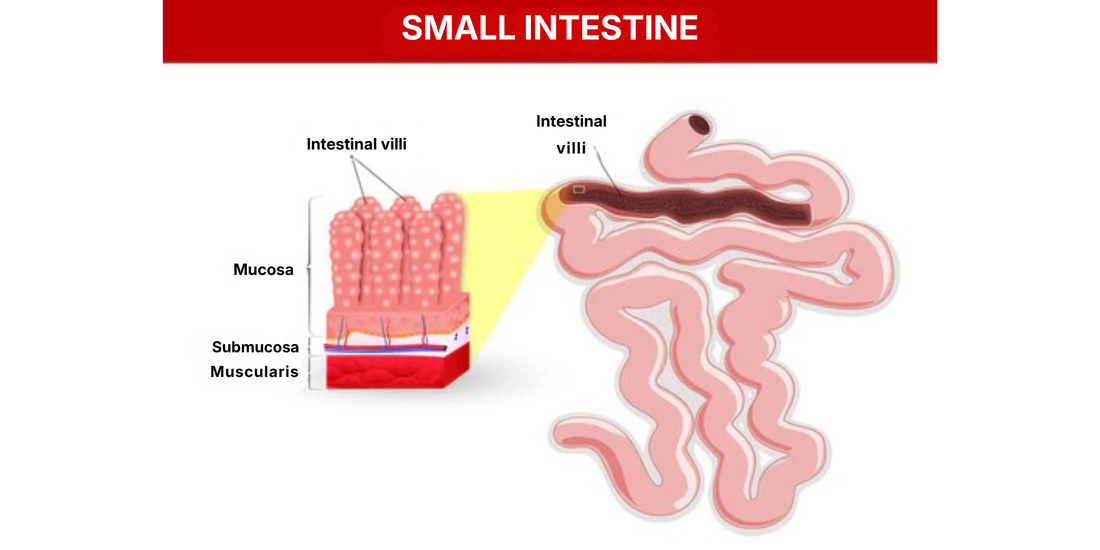 Diagram showing small intestine cross-section with magnified intestinal villi and labeled mucosa, submucosa, and muscularis