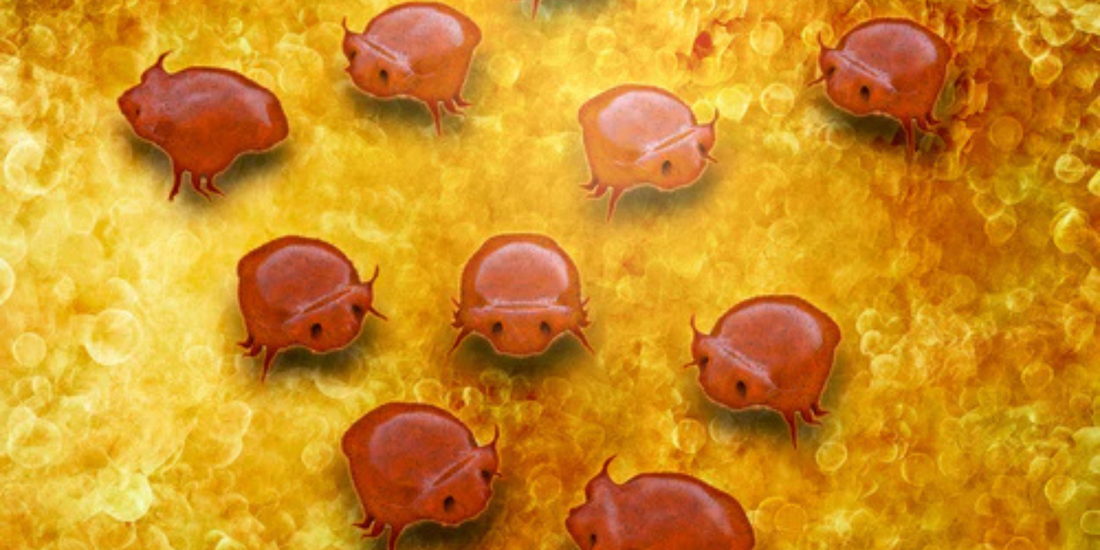 Stylized illustration of small red-brown mite-like parasites scattered on a yellow, textured background.