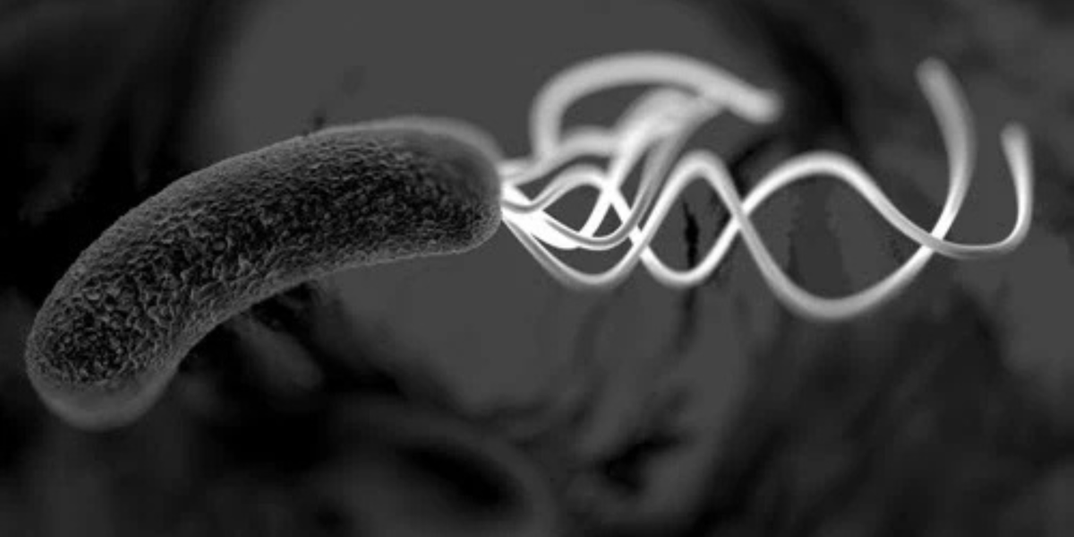 Helicobacter pylori bacterium with multiple flagella, close-up electron-microscopy style