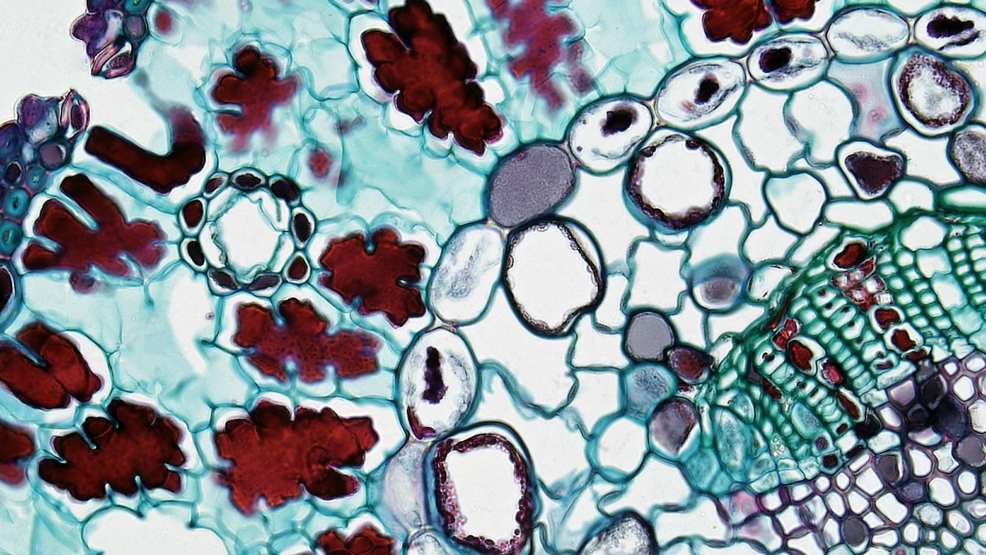 Microscopic transverse plant stem section with red-stained vascular bundles, green cell walls and large white cavities.