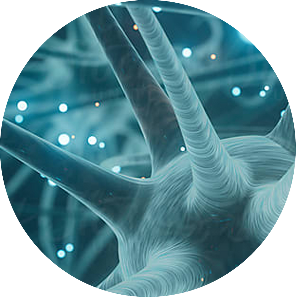 Nervous System Signaling