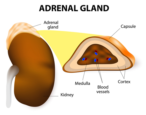 Adrenal-gland-and-your-gut